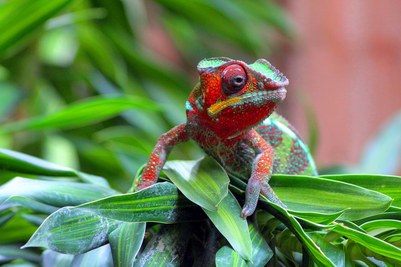 Un caméléon panthère aux couleurs vives sur des feuilles vertes